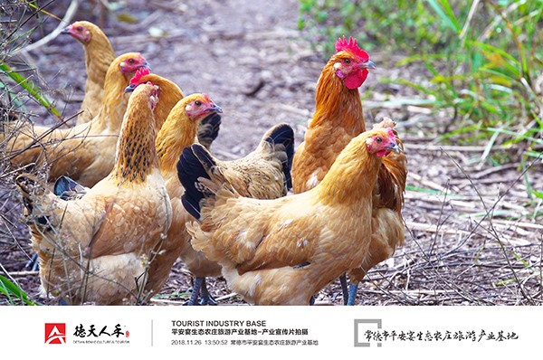 桃源鸡：生态放养农场+文化旅游策划宣传推广！